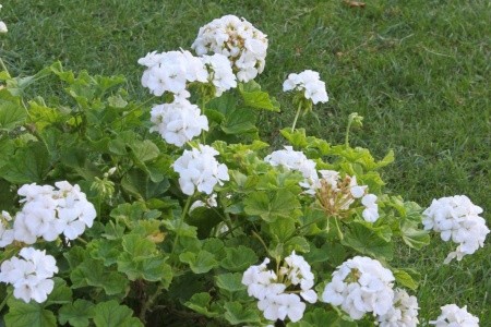 Apartmány 3298-1482 - 60