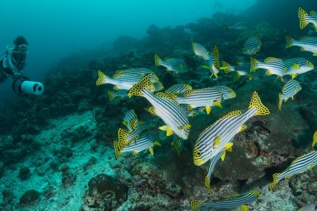 Maldivy  Alila Kothaifaru 13 dňový pobyt Raňajky Letecky Letisko: Praha May 2026 (23/05/26- 4/06/26)
