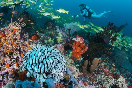 Maldivy  Alila Kothaifaru 13 dňový pobyt Raňajky Letecky Letisko: Praha May 2026 (23/05/26- 4/06/26)