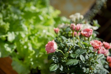 Apartmány 3298-7326 - 26