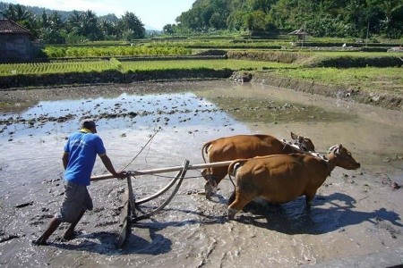 To Nejlepší Z Bali + Pobyt U Moře - 20
