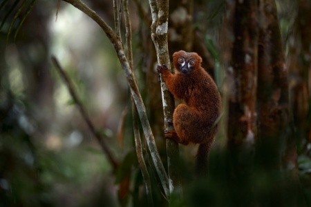 Madagaskar: Od lemurů k plážím Indického oceánu - 7