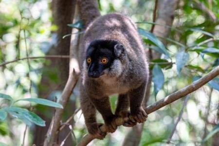 Madagaskar: Od lemurů k plážím Indického oceánu - 9