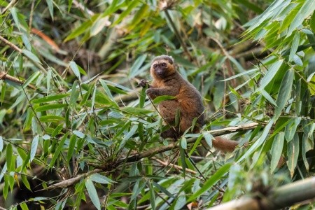 Madagaskar: Od lemurů k plážím Indického oceánu - 12