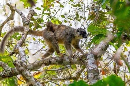 Madagaskar: Od lemurů k plážím Indického oceánu - 15