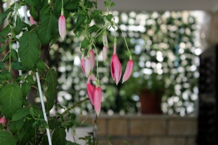 Apartmány 3298-1161 - 42