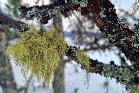 ZIMNÍ NORSKO - NA BĚŽKÁCH ZA LOSY, Lemonsjoen - 15