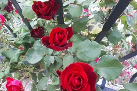 Apartmány 3298-6139 - 6