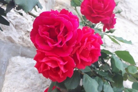 Apartmány 3298-6139 - 7