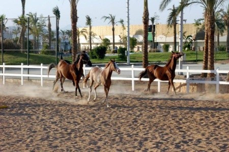 Concorde El Salam Hotel Sharm El Sheikh - Sport - 22