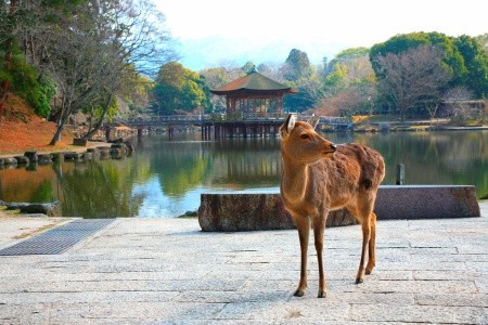Ikonické Japonsko: tajemství země vycházejícího slunce - 19