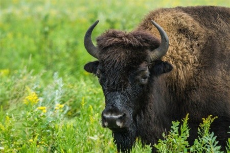 Kanadská velká pětka | safari Manitobou až k Hudsonovu zálivu