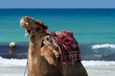 Djerba: Mesés strandok és kalandok a tunéziai szigeten - a Csillagok Háborújától a krokodilokig