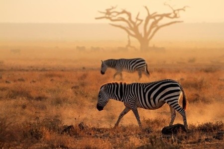 Safari v Keni z Bratislavy + Travellers Beach Hotel & Club