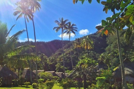 Hibiscus Moorea - 2