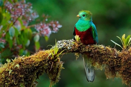 Kostarická odysea - od Pacifiku ke Karibiku: Corcovado, Tortuguero, Arenal, Monteverde - 6