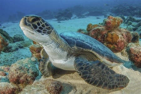 Kostarická odysea - od Pacifiku ke Karibiku: Corcovado, Tortuguero, Arenal, Monteverde - 17