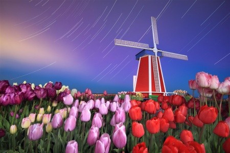 Keukenhof na otočku - 6