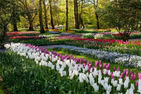 Amsterdam, pohádkový Giethoorn a rozkvetlý Keukenhof - 10