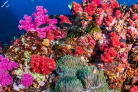 Nejkrásnější korálové útesy světa: 7 podmořských rájů, které vypadají jako jiná planeta