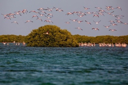 Flamingo Beach Resort - 11