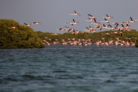 Flamingo Beach Resort - 12