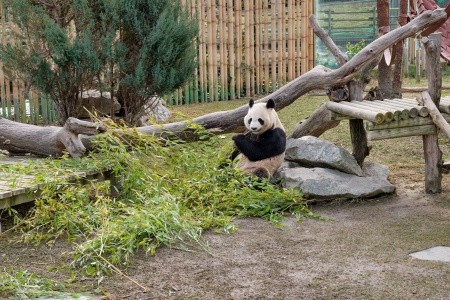 Čínská odysea – Peking, terakotová armáda a Květinová hora - 8