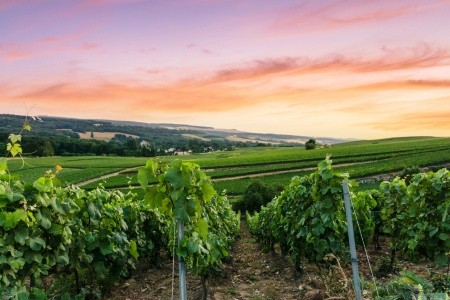 Z Paříže vlakem k vinicím Champagne - 2