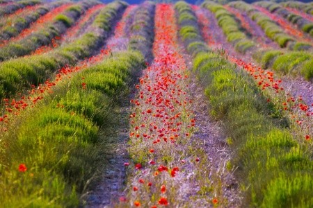 FRANCIE – JARNÍ BARVY PROVENCE - 13