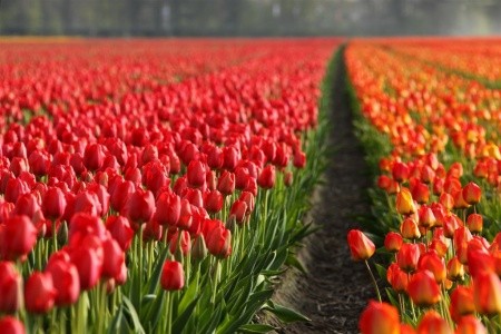 HOLANDSKO – ZEMĚ TULIPÁNŮ - 6