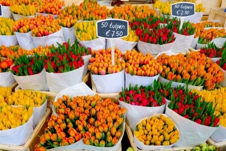 HOLANDSKO – ZEMĚ TULIPÁNŮ - 9