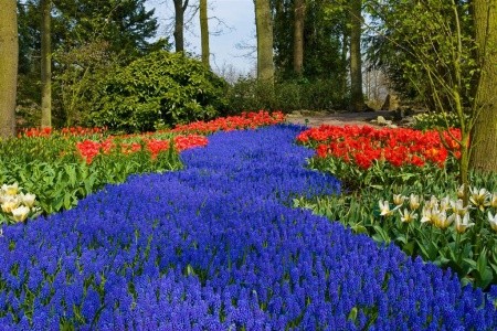 HOLANDSKO – ZEMĚ TULIPÁNŮ - 10