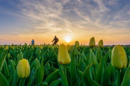 HOLANDSKO – ZEMĚ TULIPÁNŮ - 11