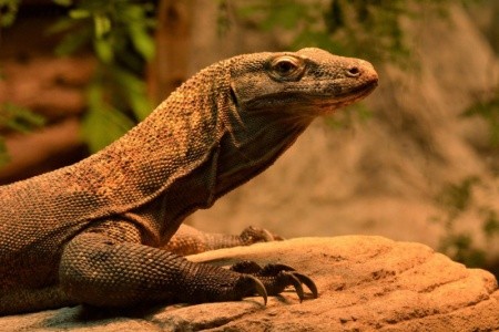 Pobytově Poznávací Zájezd - Bali + Komodo - Magické Bali A Svět Komodských Draků