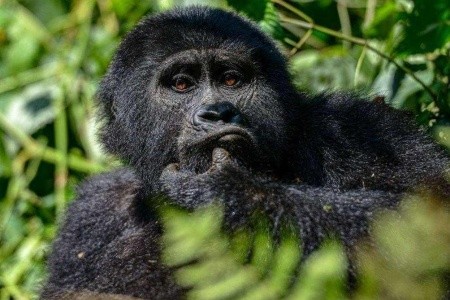 Uganda Varázsa Csimpánzok És Hegyi Gorillák Világa