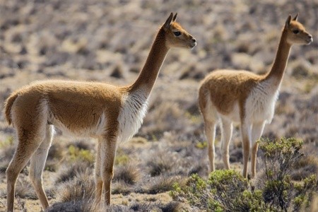 Peru - po stopách Inků s Hozou Papežem - 8