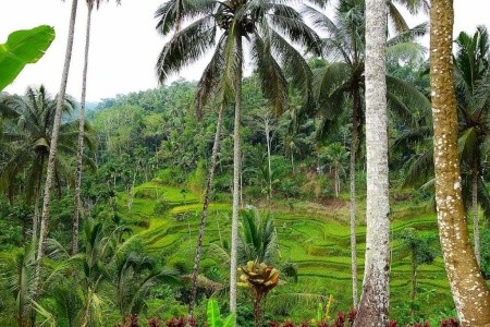 Bali, Ubud a Komodské ostrovy: Za poznáním i relaxací luxusně - 3