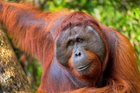 Borneó: Körutazás Az Orángutánok Földjén