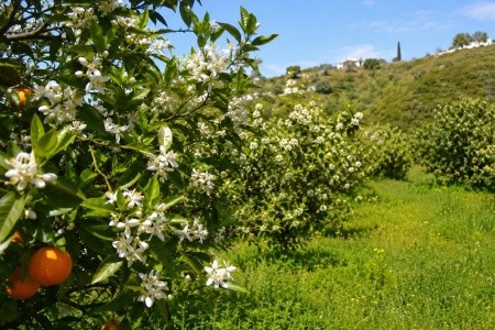 ANDALUSIE – ALHAMBRA , SEVILLA A PERLY JIŽNÍHO ŠPANĚLSKA - 2