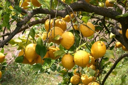 ŠPANĚLSKO – MALLORCA – PŘÍRODNÍ KRÁSY - 4