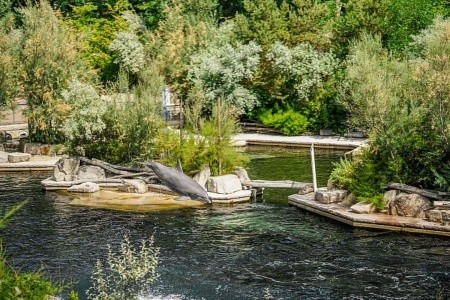 Delfinárium a Norimberk