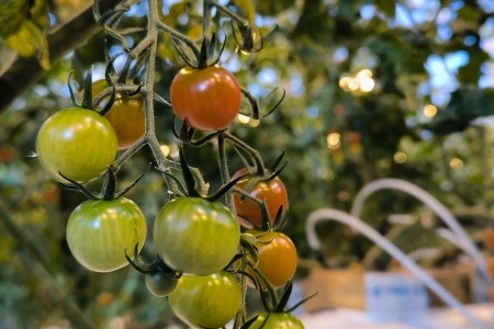 Adventní Island s wellness a polární záře nejen pro seniory - 4