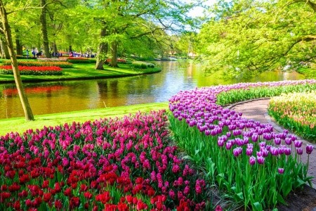 Holandská tulipánová cesta, Keukenhof, Den Haag, Scheveningen - 1