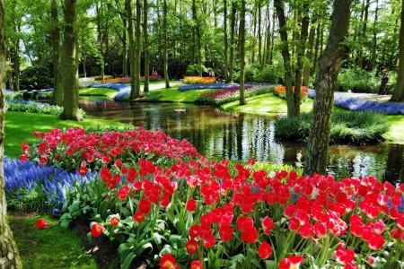Holandská tulipánová cesta, Keukenhof, Den Haag, Scheveningen - 5