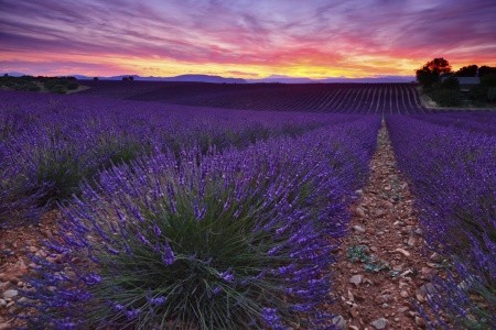 Levandulová vůně francouzské Provence - 1