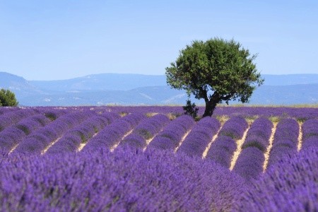 Levandulová vůně francouzské Provence - 2