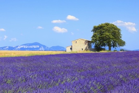 Levandulová vůně francouzské Provence - 5