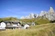 Alpenrose (Passo Rolle)