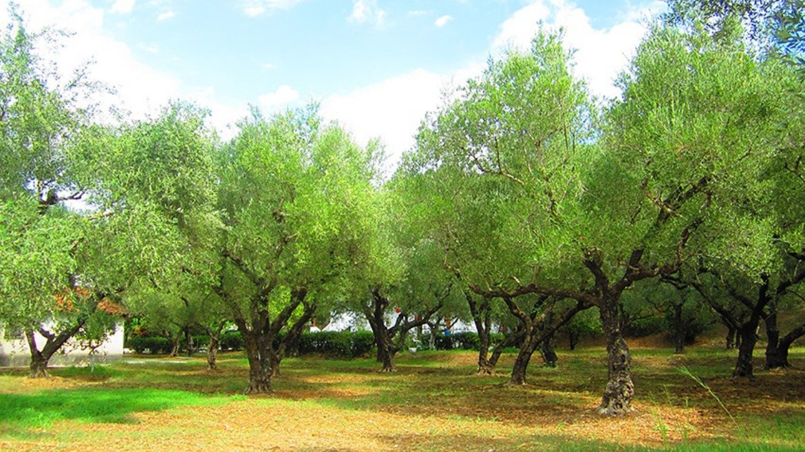 Studia Athina (Tsilivi)