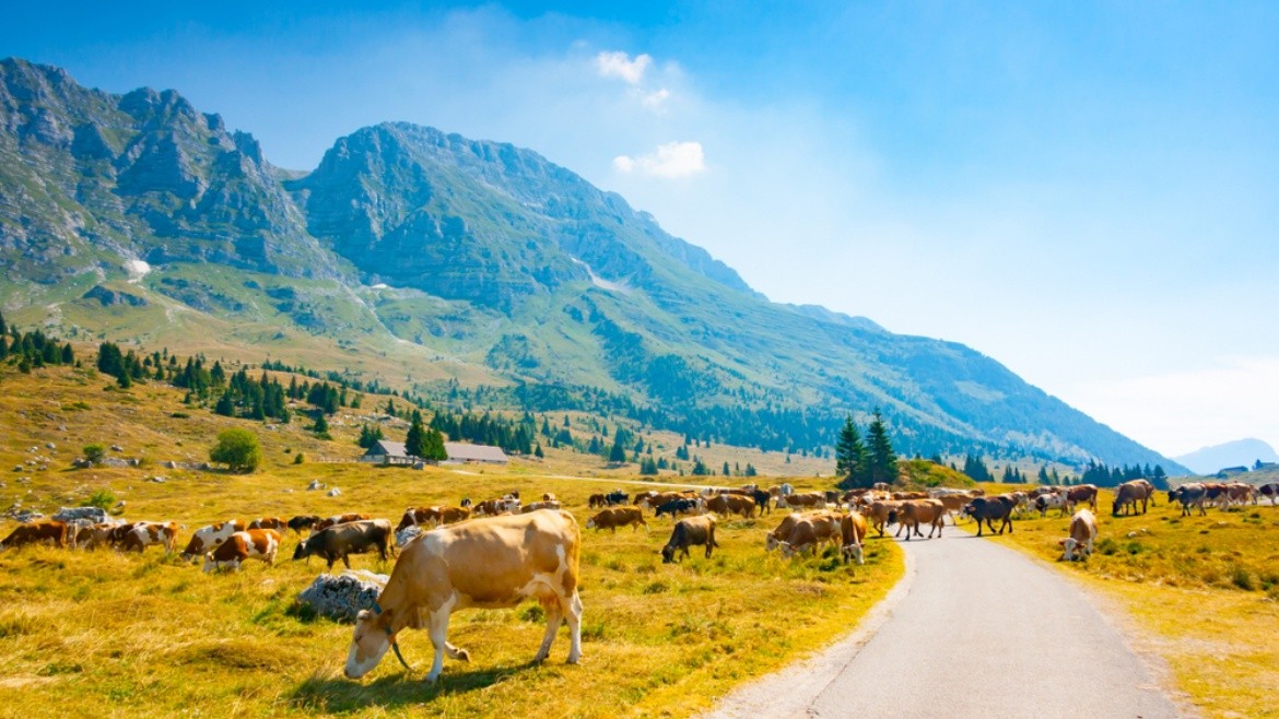 Friuli